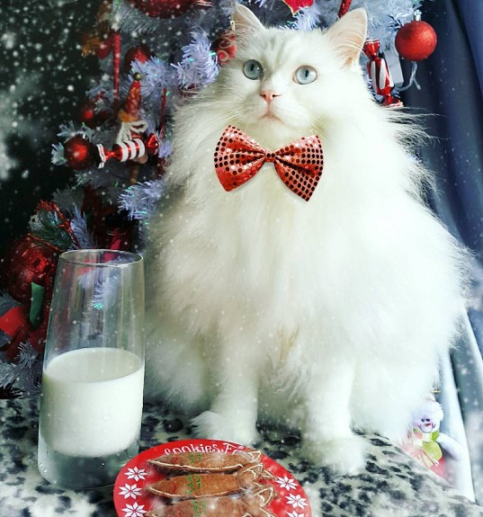 Сеть покорили праздничные коты в новогодних костюмах (ФОТО)
