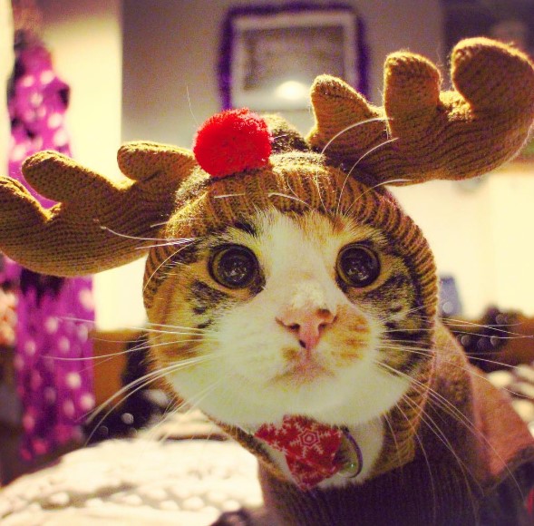 Сеть покорили праздничные коты в новогодних костюмах (ФОТО)