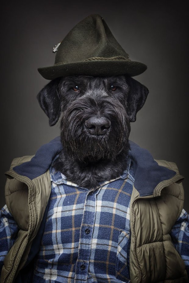 Фотосессия с собаками в человеческой одежде стала хитом сети (ФОТО)