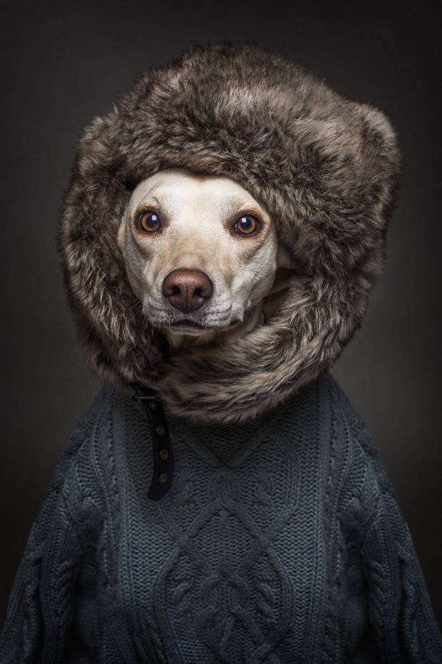 Фотосессия с собаками в человеческой одежде стала хитом сети (ФОТО)