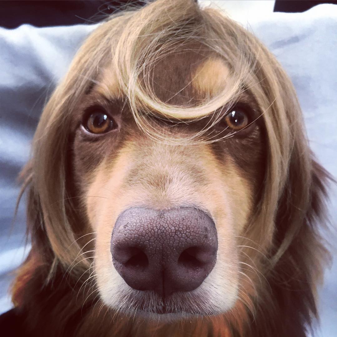 Новая стрижка: Аманда Сейфрид обстригла волосы ради париков