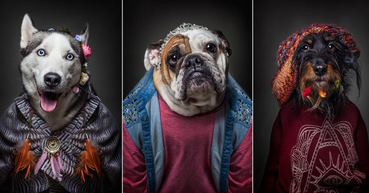 Джентльмены и хиппи: Фотосессия с собаками в человеческой одежде стала хитом сети фотосессия, фотосессия собаки, фотосессия животные, фотосессия хит сети