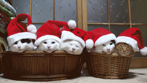 Лучше Санты: Сеть покорили праздничные коты в новогодних костюмах коты, коты новый год, коты фото, коты праздничные