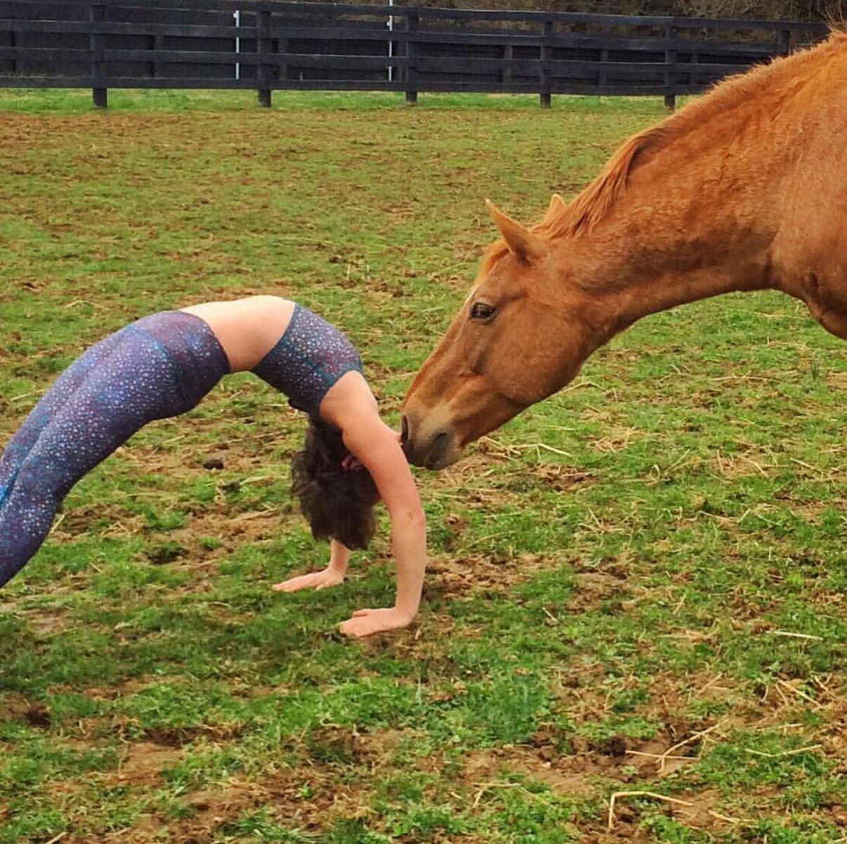 Только не ржать: американка занимается йогой верхом на лошади